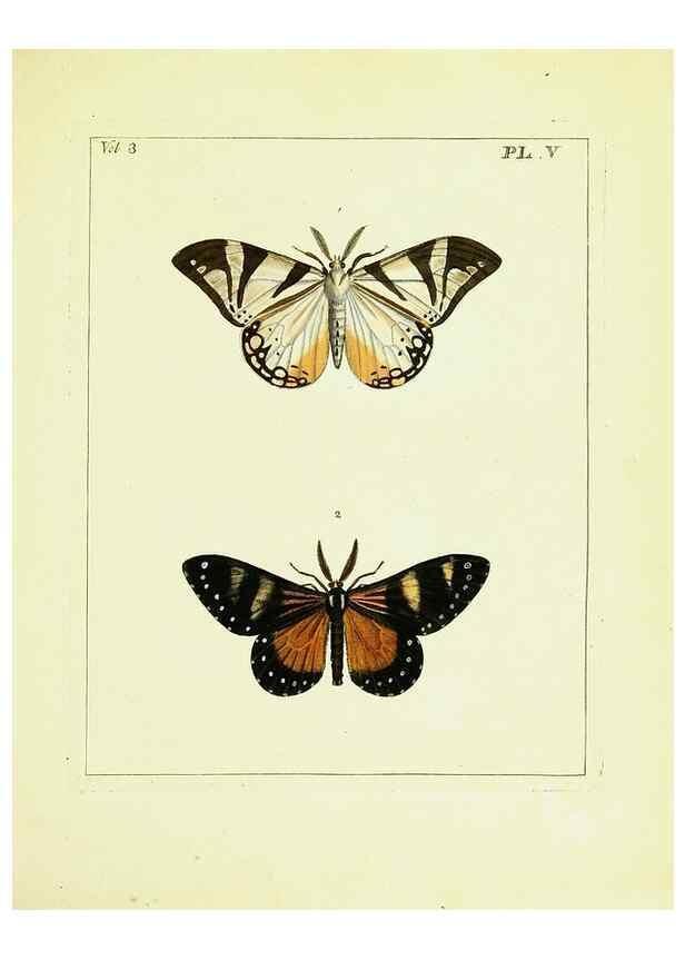 Reproducción/Reproduction 9248610888: Illustrations of natural history.. London,Printed for the author and sold by B. White,1770-82.