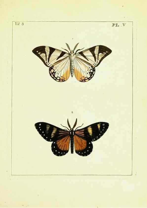 Reproducción/Reproduction 9248610888: Illustrations of natural history.. London,Printed for the author and sold by B. White,1770-82.