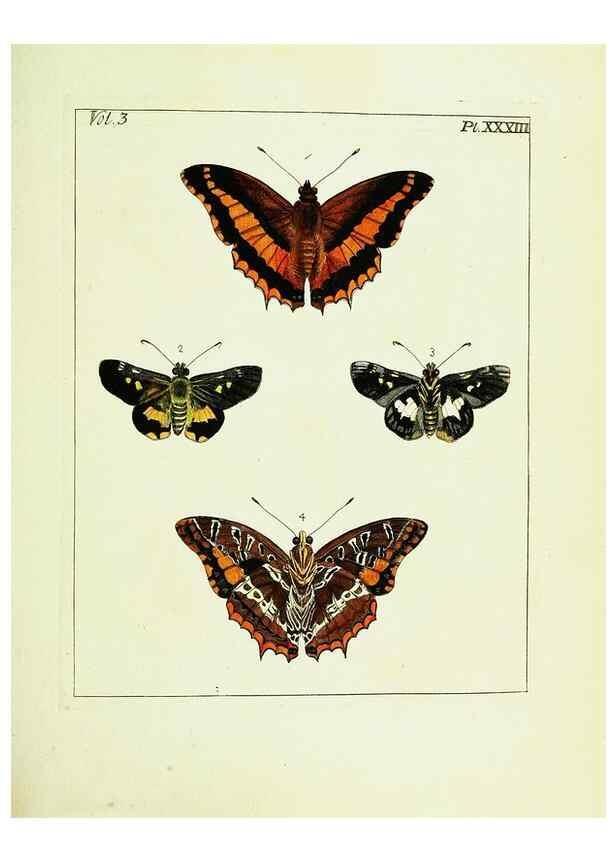 Reproducción/Reproduction 9248637516: Illustrations of natural history.. London,Printed for the author and sold by B. White,1770-82.
