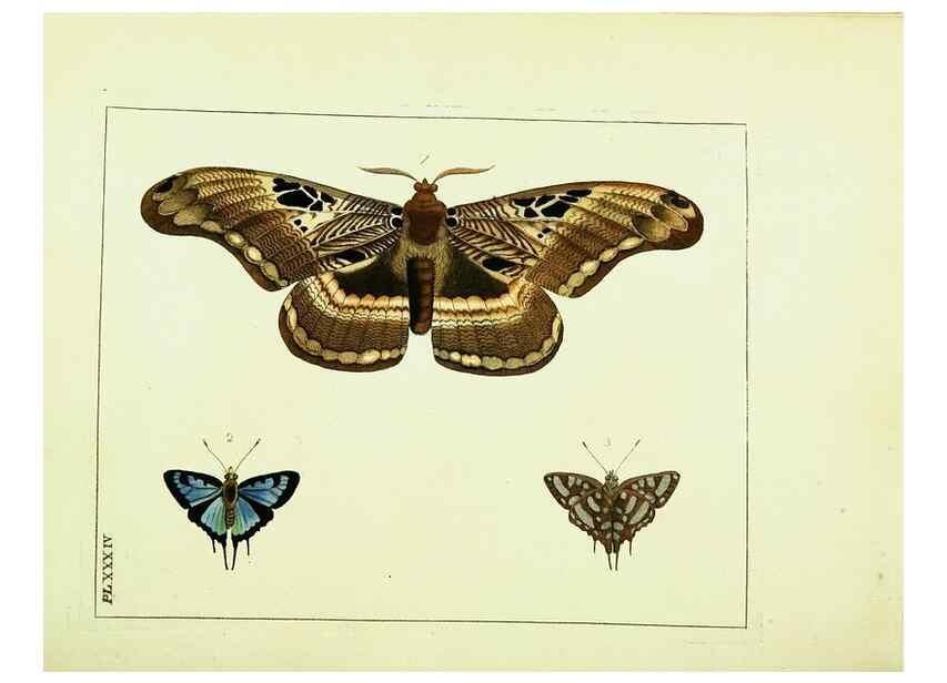 Reproducción/Reproduction 9245856897: Illustrations of natural history.. London,Printed for the author and sold by B. White,1770-82.