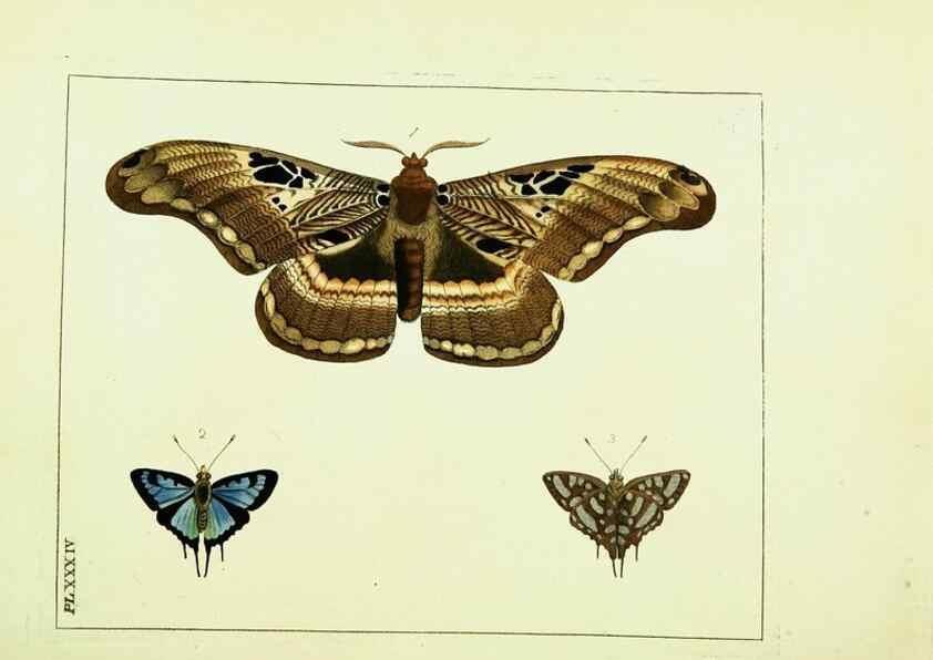 Reproducción/Reproduction 9245856897: Illustrations of natural history.. London,Printed for the author and sold by B. White,1770-82.