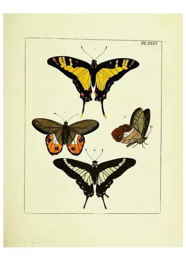 Reproducción/Reproduction 9245857735: Illustrations of natural history.. London,Printed for the author and sold by B. White,1770-82.