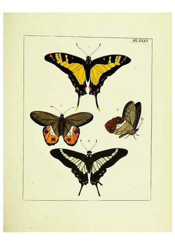 Reproducción/Reproduction 9245857735: Illustrations of natural history.. London,Printed for the author and sold by B. White,1770-82.