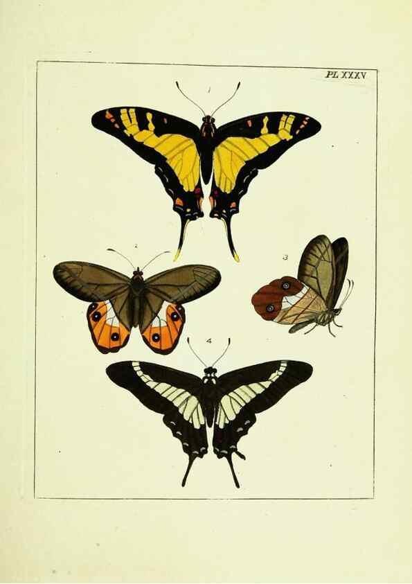 Reproducción/Reproduction 9245857735: Illustrations of natural history.. London,Printed for the author and sold by B. White,1770-82.