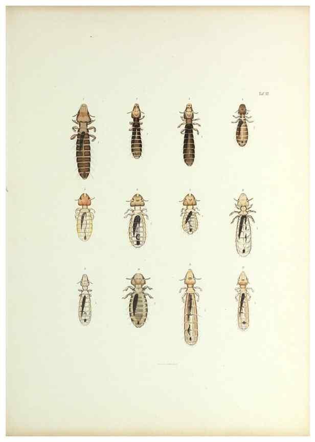 Reproducción/Reproduction 9246131843: Insecta epizoa.. Leipzig,O. Wigand,1874.