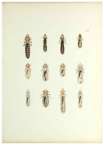 Reproducción/Reproduction 9246131843: Insecta epizoa.. Leipzig,O. Wigand,1874.