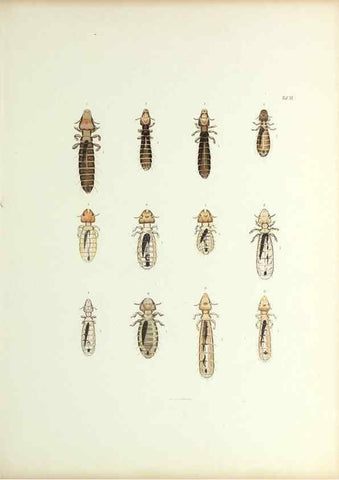 Reproducción/Reproduction 9246131843: Insecta epizoa.. Leipzig,O. Wigand,1874.