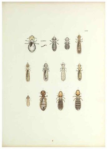 Reproducción/Reproduction 9246132919: Insecta epizoa.. Leipzig,O. Wigand,1874.