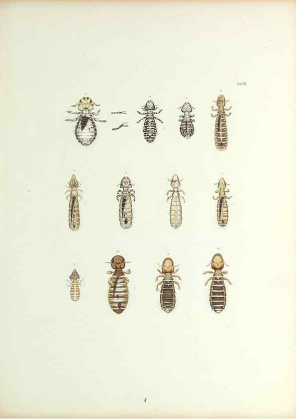 Reproducción/Reproduction 9246132919: Insecta epizoa.. Leipzig,O. Wigand,1874.