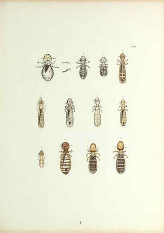Reproducción/Reproduction 9246132919: Insecta epizoa.. Leipzig,O. Wigand,1874.