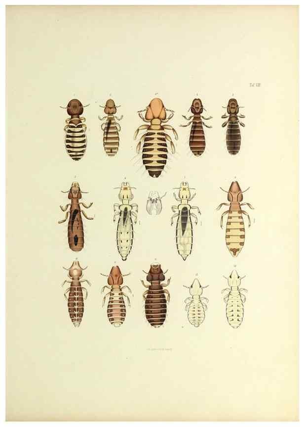 Reproducción/Reproduction 9248916850: Insecta epizoa.. Leipzig,O. Wigand,1874.