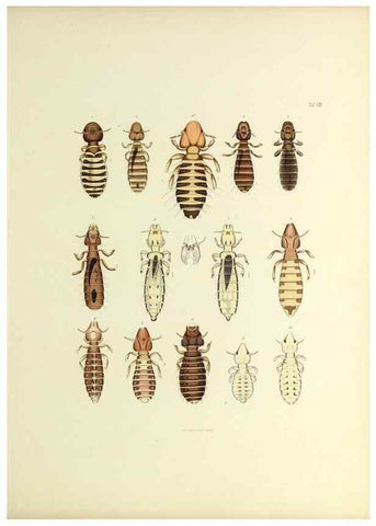 Reproducción/Reproduction 9248916850: Insecta epizoa.. Leipzig,O. Wigand,1874.