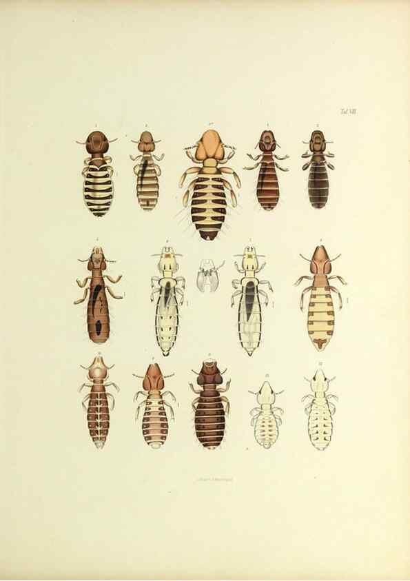 Reproducción/Reproduction 9248916850: Insecta epizoa.. Leipzig,O. Wigand,1874.