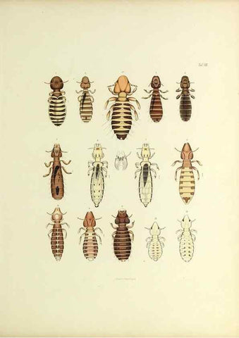 Reproducción/Reproduction 9248916850: Insecta epizoa.. Leipzig,O. Wigand,1874.