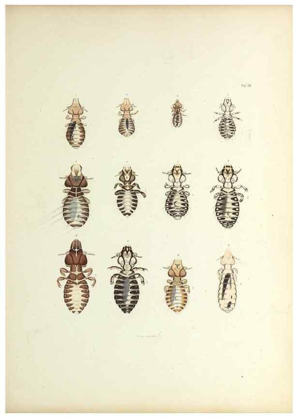 Reproducción/Reproduction 9248917954: Insecta epizoa.. Leipzig,O. Wigand,1874.