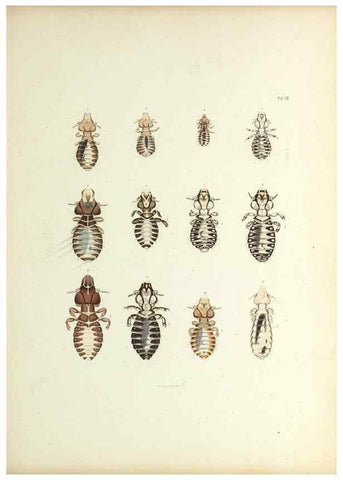 Reproducción/Reproduction 9248917954: Insecta epizoa.. Leipzig,O. Wigand,1874.