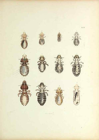 Reproducción/Reproduction 9248917954: Insecta epizoa.. Leipzig,O. Wigand,1874.