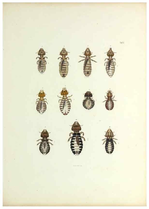 Reproducción/Reproduction 9248918978: Insecta epizoa.. Leipzig,O. Wigand,1874.