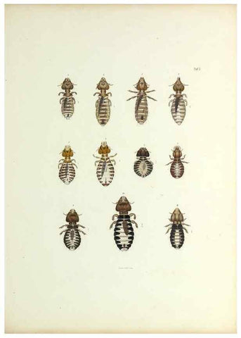 Reproducción/Reproduction 9248918978: Insecta epizoa.. Leipzig,O. Wigand,1874.