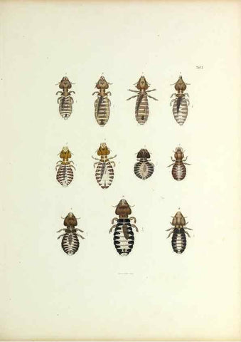 Reproducción/Reproduction 9248918978: Insecta epizoa.. Leipzig,O. Wigand,1874.