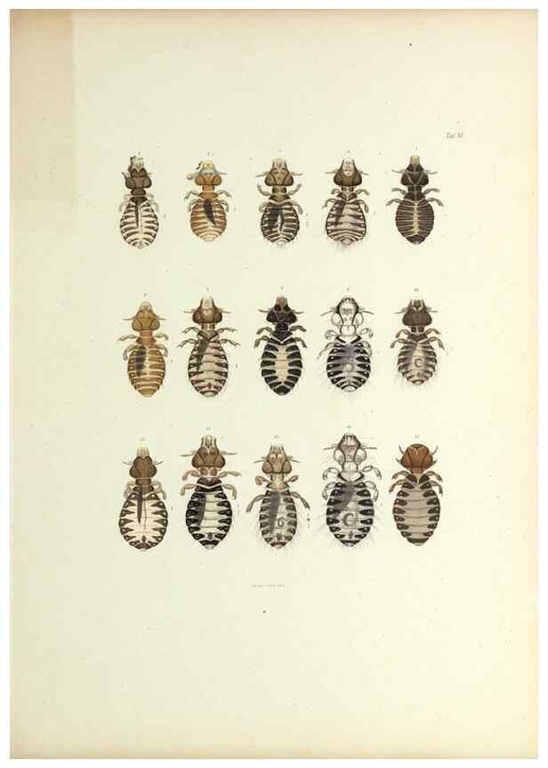 Reproducción/Reproduction 9248920172: Insecta epizoa.. Leipzig,O. Wigand,1874.