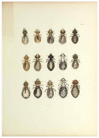 Reproducción/Reproduction 9248920172: Insecta epizoa.. Leipzig,O. Wigand,1874.