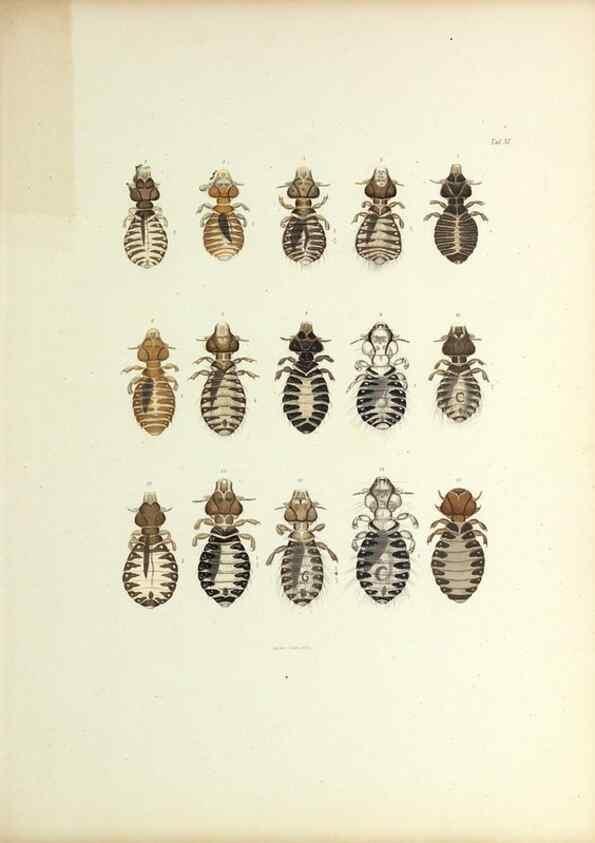 Reproducción/Reproduction 9248920172: Insecta epizoa.. Leipzig,O. Wigand,1874.