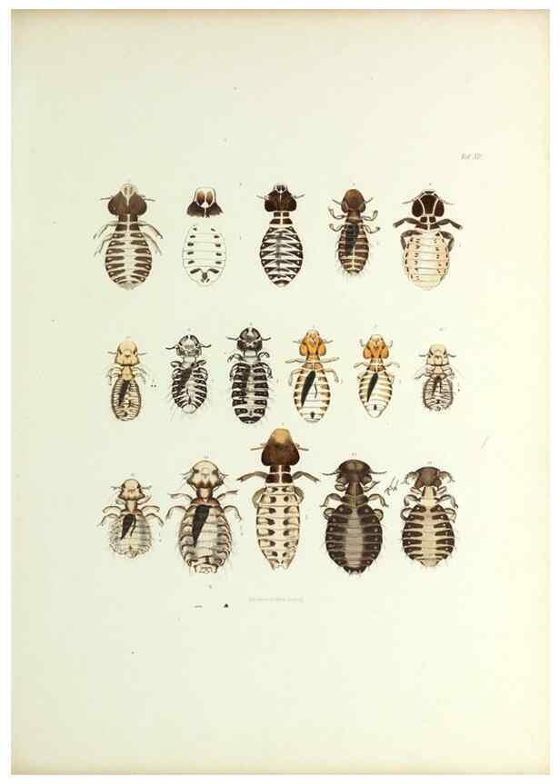 Reproducción/Reproduction 9248921222: Insecta epizoa.. Leipzig,O. Wigand,1874.