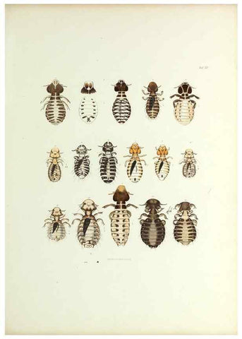 Reproducción/Reproduction 9248921222: Insecta epizoa.. Leipzig,O. Wigand,1874.
