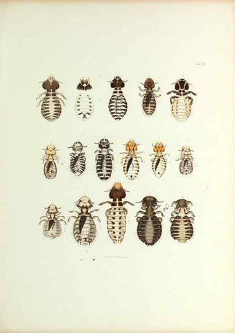 Reproducción/Reproduction 9248921222: Insecta epizoa.. Leipzig,O. Wigand,1874.
