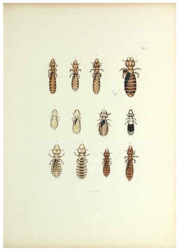 Reproducción/Reproduction 9246130721: Insecta epizoa.. Leipzig,O. Wigand,1874.