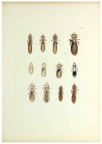 Reproducción/Reproduction 9246130721: Insecta epizoa.. Leipzig,O. Wigand,1874.