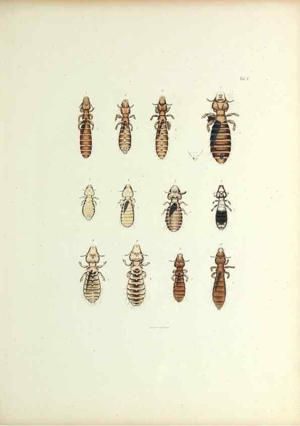 Reproducción/Reproduction 9246130721: Insecta epizoa.. Leipzig,O. Wigand,1874.