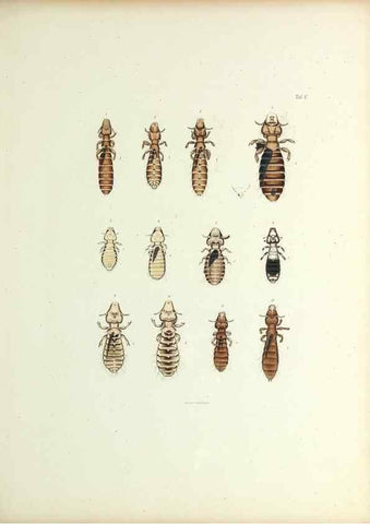 Reproducción/Reproduction 9246130721: Insecta epizoa.. Leipzig,O. Wigand,1874.