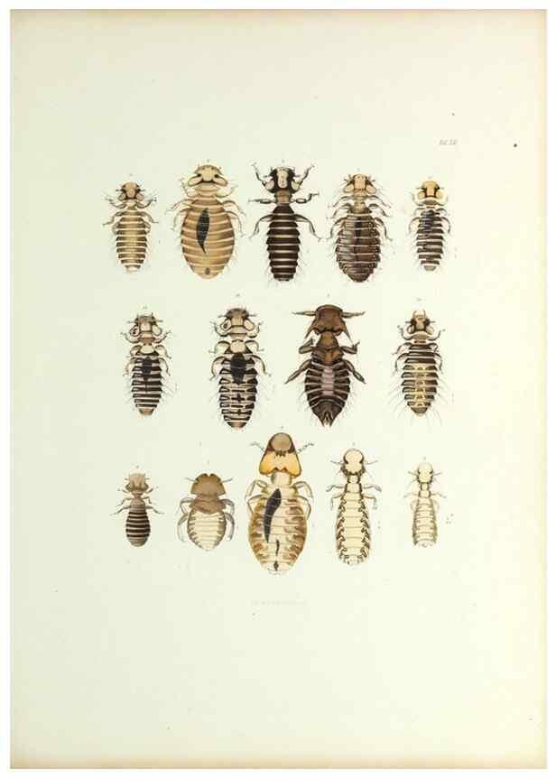 Reproducción/Reproduction 9248922236: Insecta epizoa.. Leipzig,O. Wigand,1874.