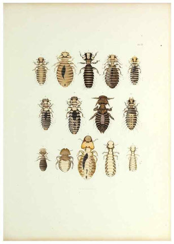 Reproducción/Reproduction 9248922236: Insecta epizoa.. Leipzig,O. Wigand,1874.