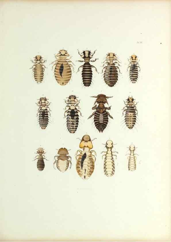Reproducción/Reproduction 9248922236: Insecta epizoa.. Leipzig,O. Wigand,1874.