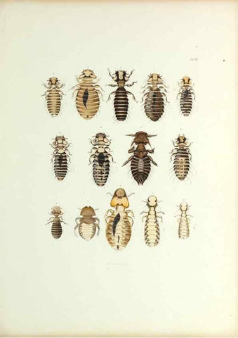 Reproducción/Reproduction 9248922236: Insecta epizoa.. Leipzig,O. Wigand,1874.