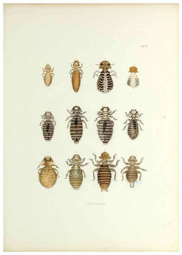 Reproducción/Reproduction 9248924420: Insecta epizoa.. Leipzig,O. Wigand,1874.