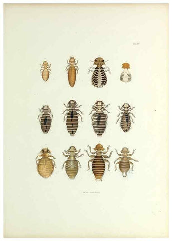 Reproducción/Reproduction 9248924420: Insecta epizoa.. Leipzig,O. Wigand,1874.