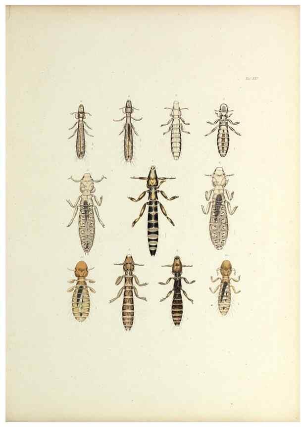 Reproducción/Reproduction 9246142761: Insecta epizoa.. Leipzig,O. Wigand,1874.