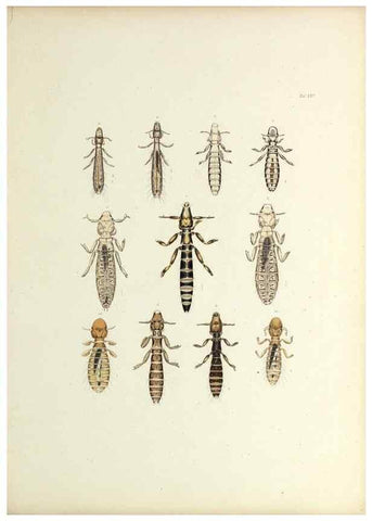 Reproducción/Reproduction 9246142761: Insecta epizoa.. Leipzig,O. Wigand,1874.