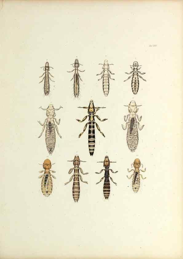 Reproducción/Reproduction 9246142761: Insecta epizoa.. Leipzig,O. Wigand,1874.