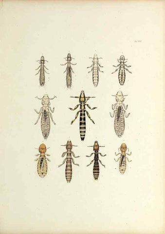 Reproducción/Reproduction 9246142761: Insecta epizoa.. Leipzig,O. Wigand,1874.