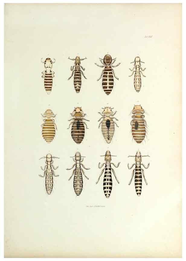 Reproducción/Reproduction 9246143951: Insecta epizoa.. Leipzig,O. Wigand,1874.