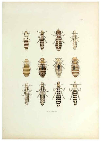 Reproducción/Reproduction 9246143951: Insecta epizoa.. Leipzig,O. Wigand,1874.