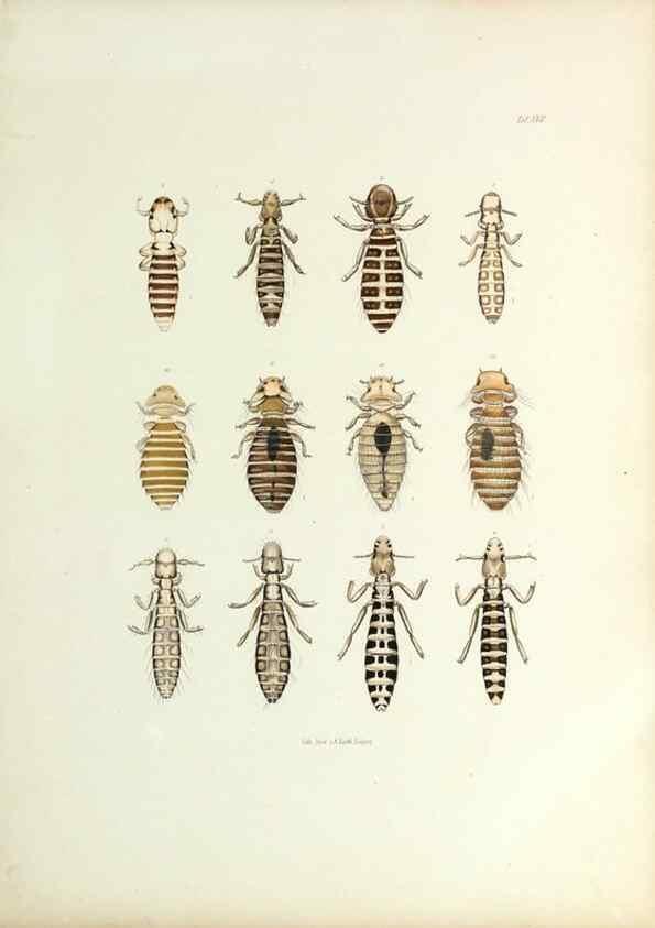 Reproducción/Reproduction 9246143951: Insecta epizoa.. Leipzig,O. Wigand,1874.