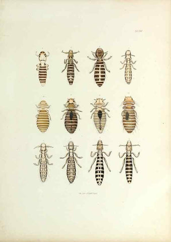 Reproducción/Reproduction 9246143951: Insecta epizoa.. Leipzig,O. Wigand,1874.