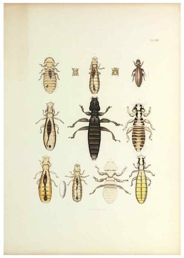 Reproducción/Reproduction 9246145039: Insecta epizoa.. Leipzig,O. Wigand,1874.