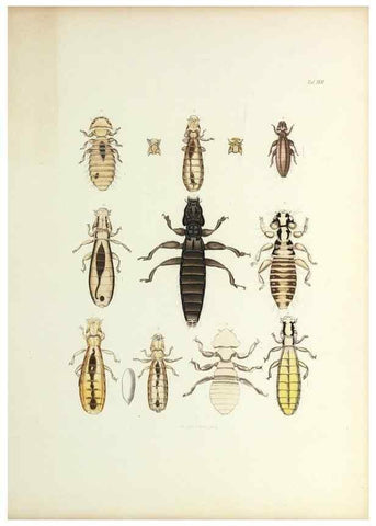 Reproducción/Reproduction 9246145039: Insecta epizoa.. Leipzig,O. Wigand,1874.